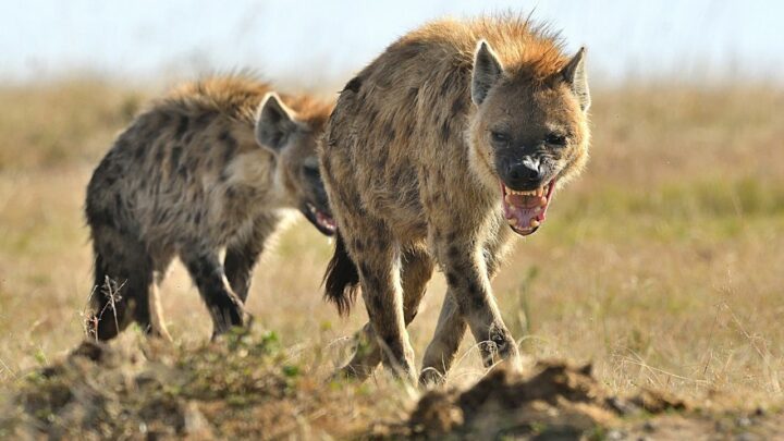 What Do Hyenas Eat? #1 Best Answer