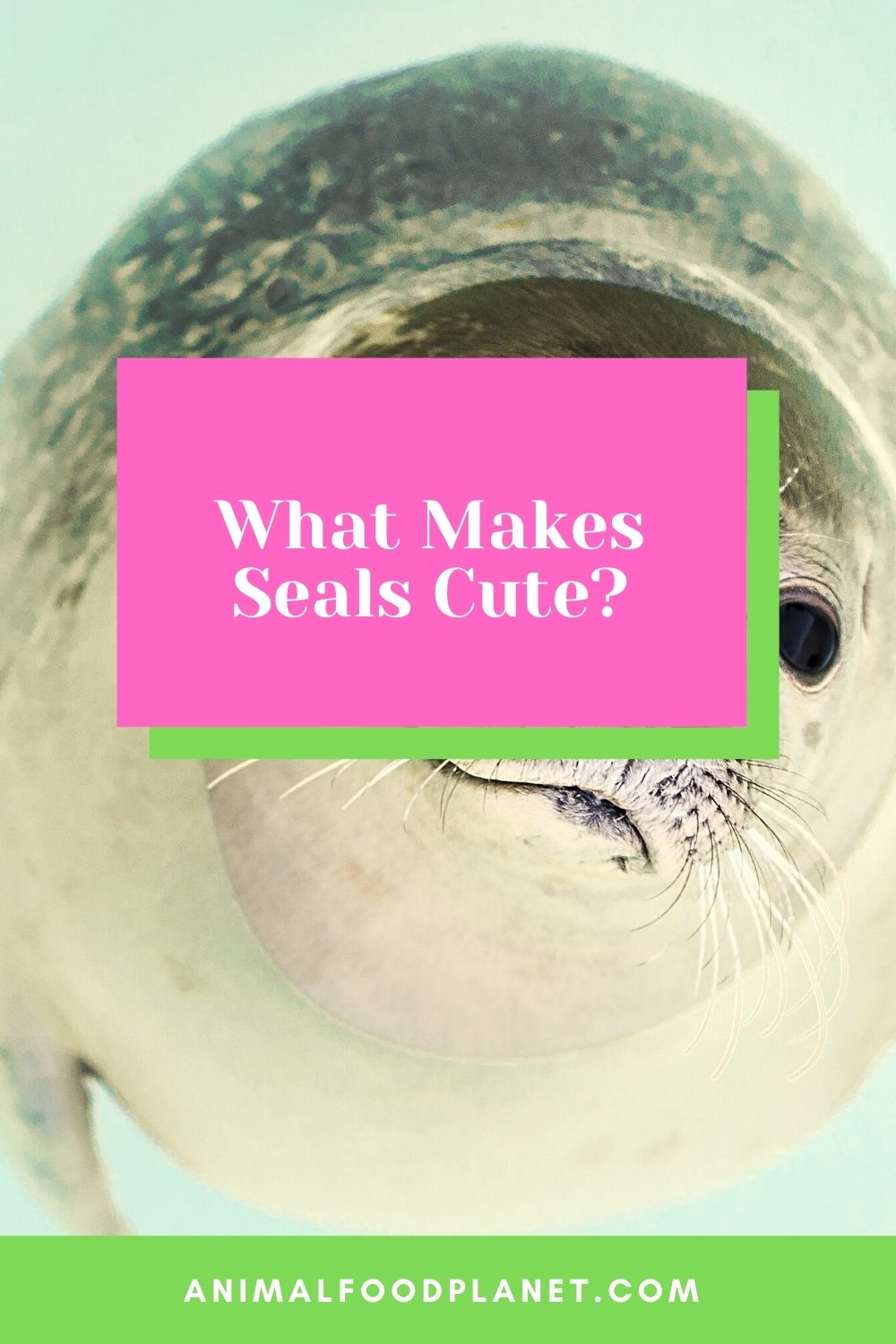 Why Are Seals So Cute?