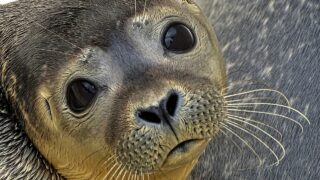 What Makes Seals Cute