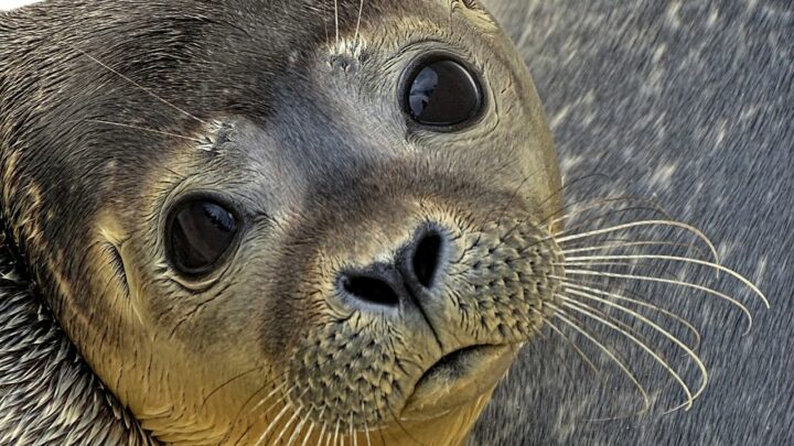 Why Are Seals So Cute? 8 Best Reasons
