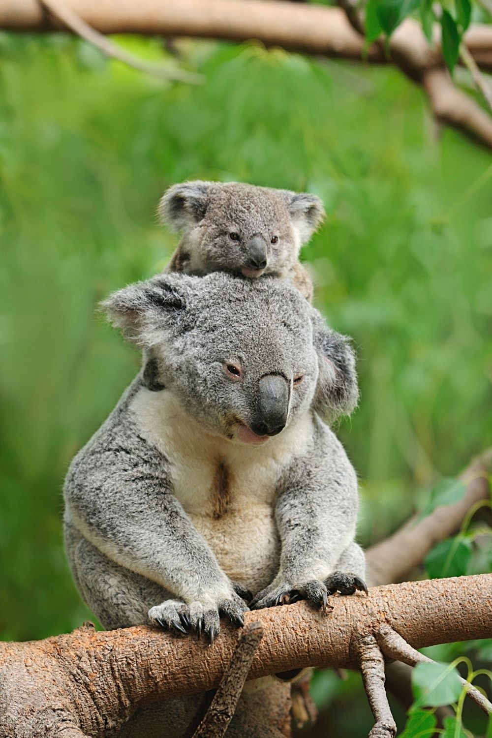 When their joeys are threatened, the mother koalas do everything to protect them and get offensive