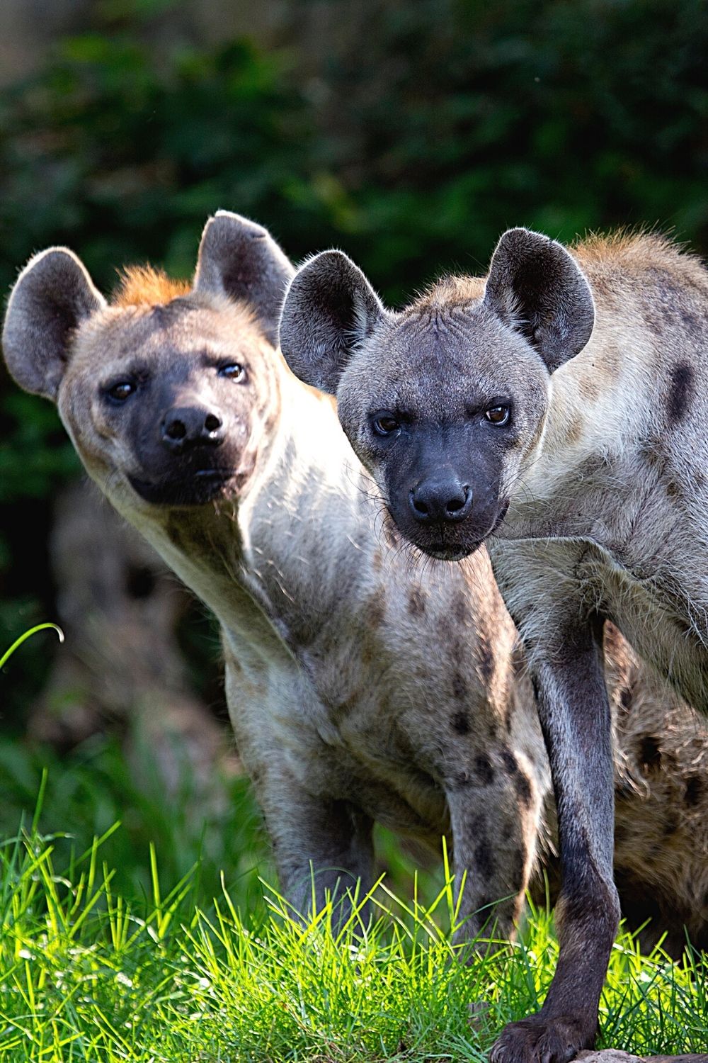 When hyenas hunt large animals like elephants, they form groups of 3 or more