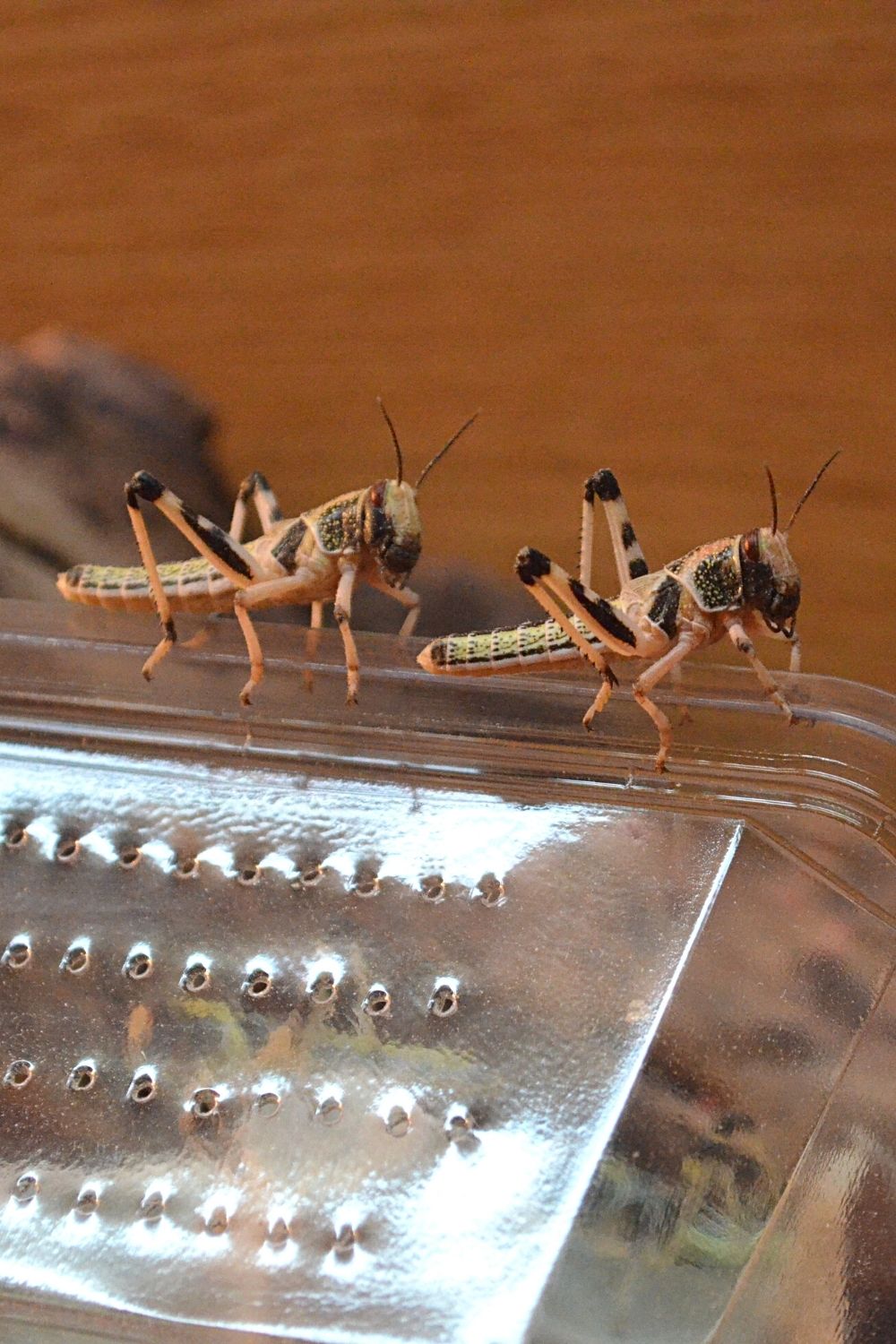 When temperatures drop, crickets enter into their slumber phase, making them look like they're dead