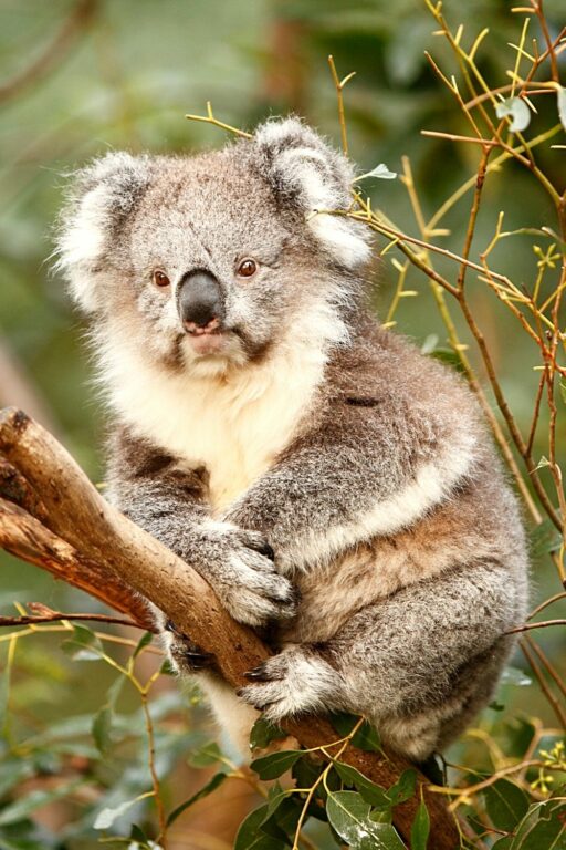 Are Koalas Dangerous? 3 Reasons Why They Get Aggresive!