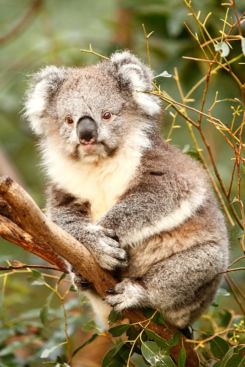 When you cross the boundaries of a koala, they quickly become aggressive