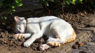 Where Do Outside Cats Really Sleep