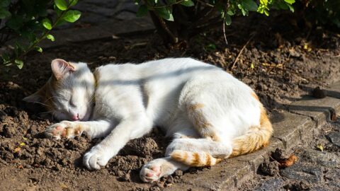 Where Do Outside Cats Sleep? Mystery Unlocked!