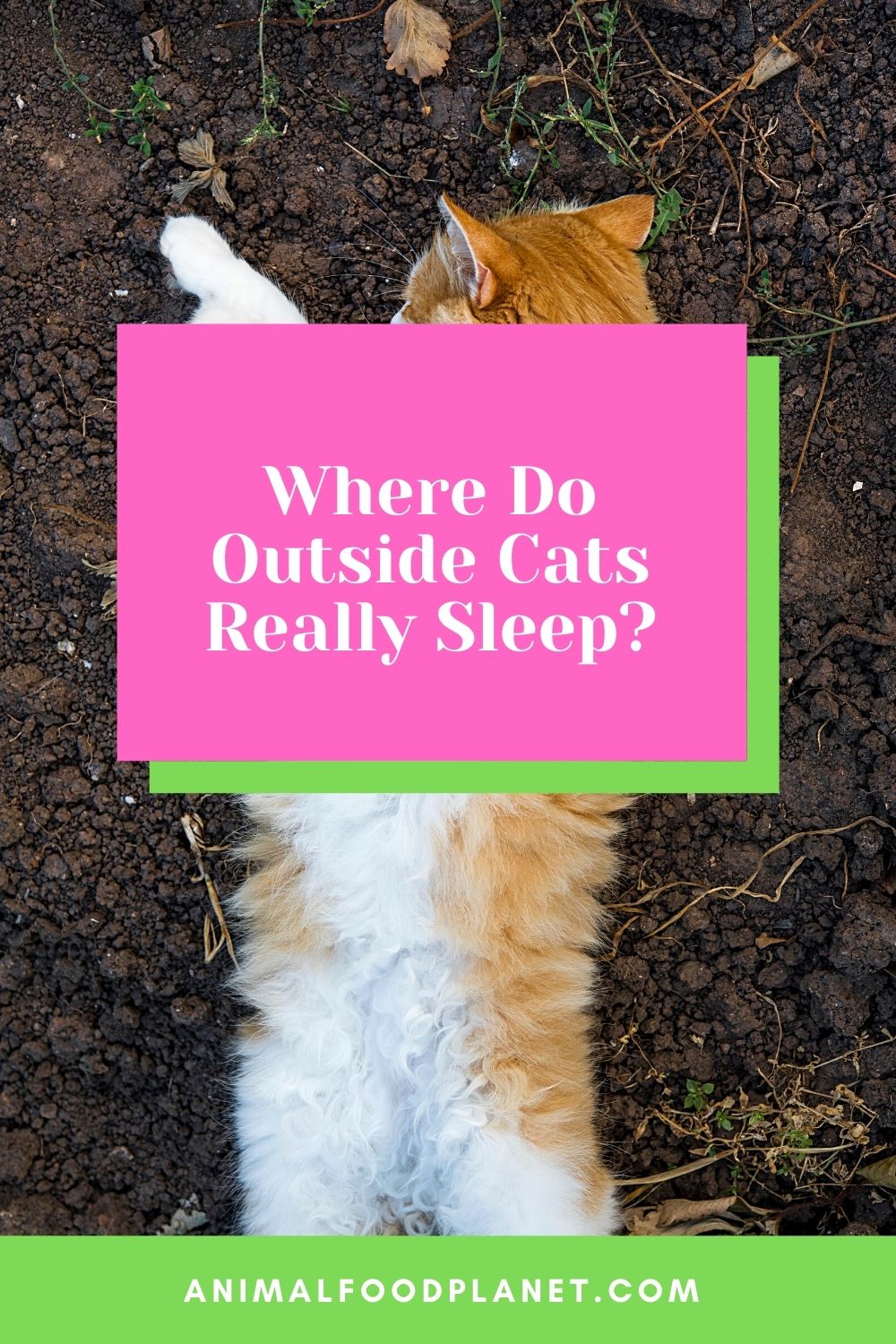 Where Do Outside Cats Sleep?
