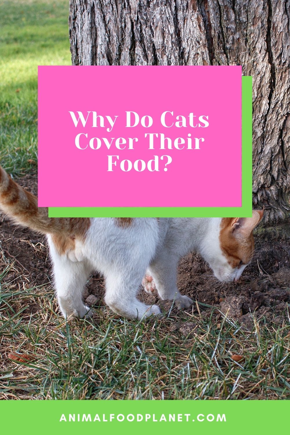 Why Do Cats Cover Their Food