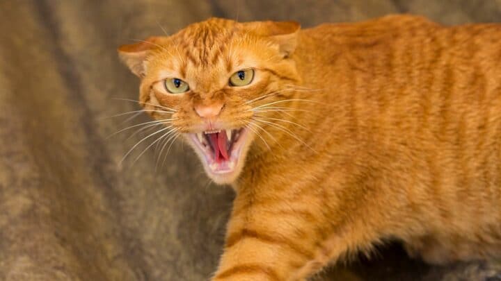 Why Do Cats Growl? 7 Striking Reasons