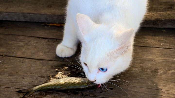 Why Do Cats Like Fish? 3 Interesting Reasons