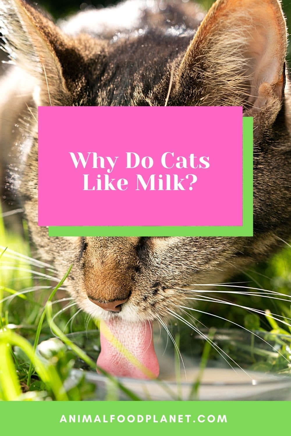 Why Do Cats Like Milk