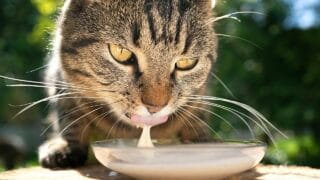 Why Do Cats Like Milk