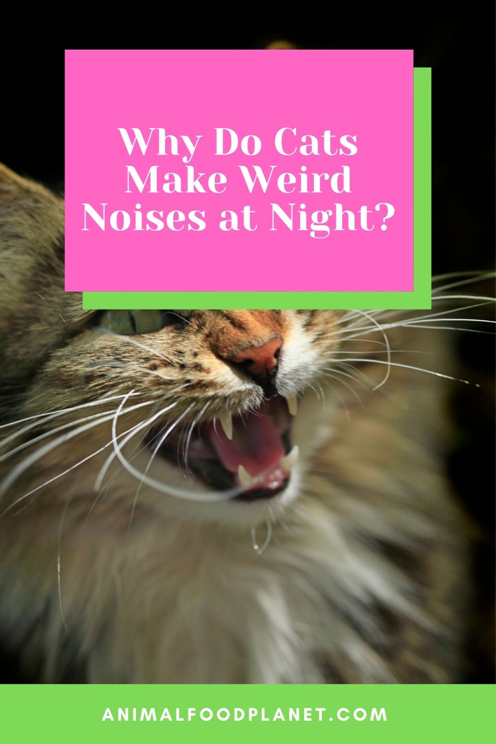 Why Do Cats Make Weird Noises at Night?
