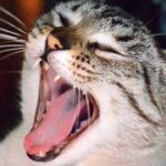 Why Do Cats Make Weird Noises at Night