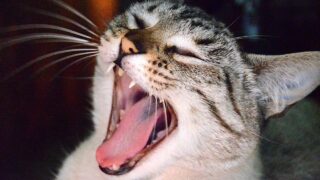 Why Do Cats Make Weird Noises at Night