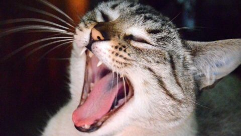 Why Do Cats Make Weird Noises at Night? 6 Curious Reasons