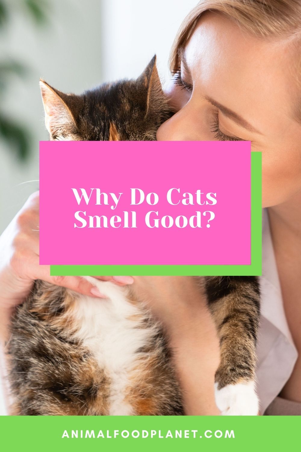 Why Do Cats Smell Good