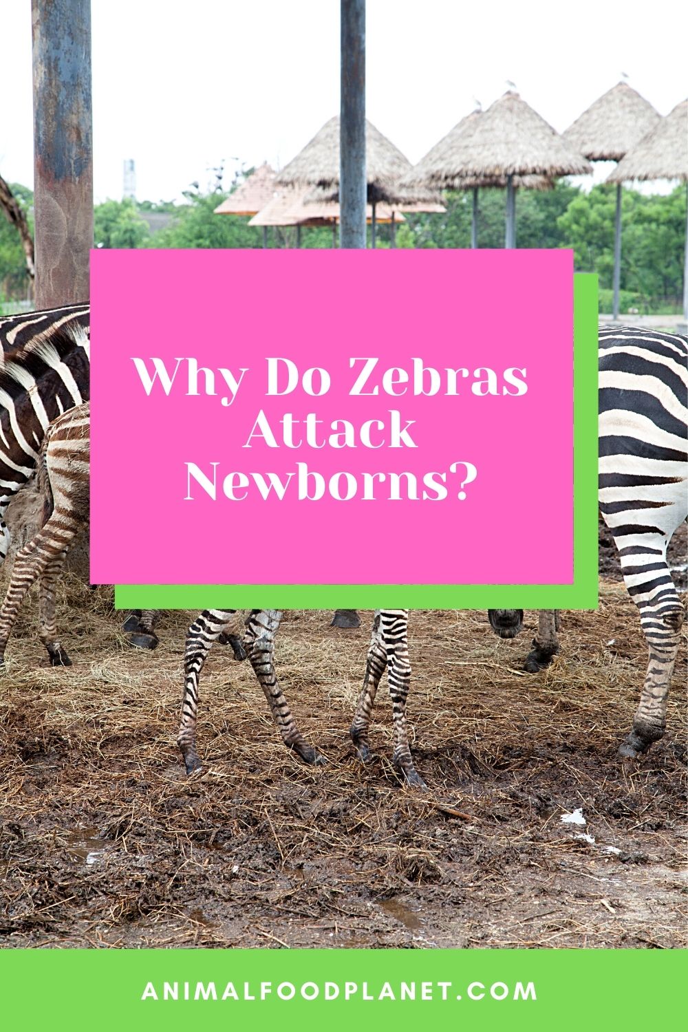 Why Do Zebras Attack Newborns?