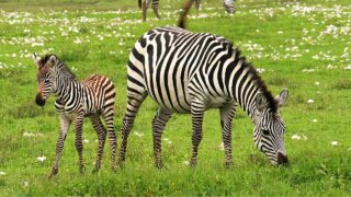 Why Do Zebras Attack Newborns