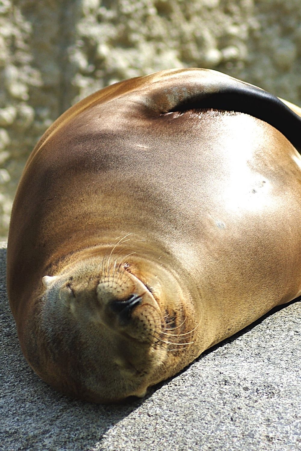 With seals lying on the ground with their eyes closed, they look more vulnerable, hence, making them look cuter