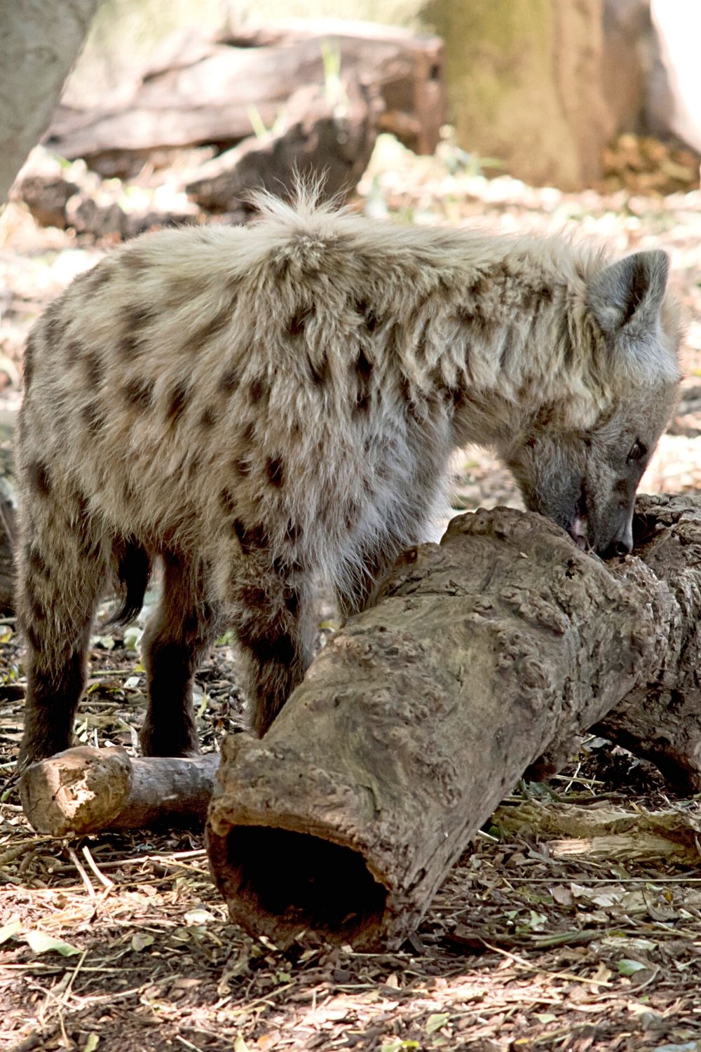 With their powerful jaws and adept digestive systems, hyenas can eat bones, but they'll not touch fur, hooves, and horns
