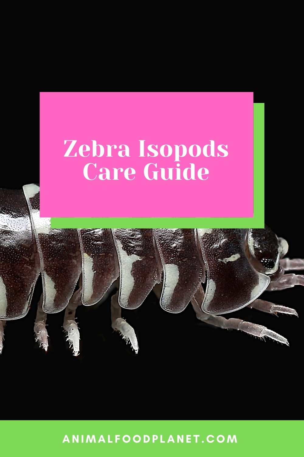 Zebra Isopods Care Guide