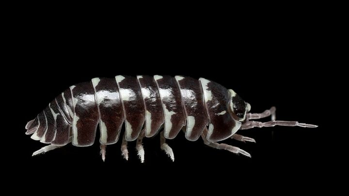 Zebra Isopods Care – #1 Best Care Guide