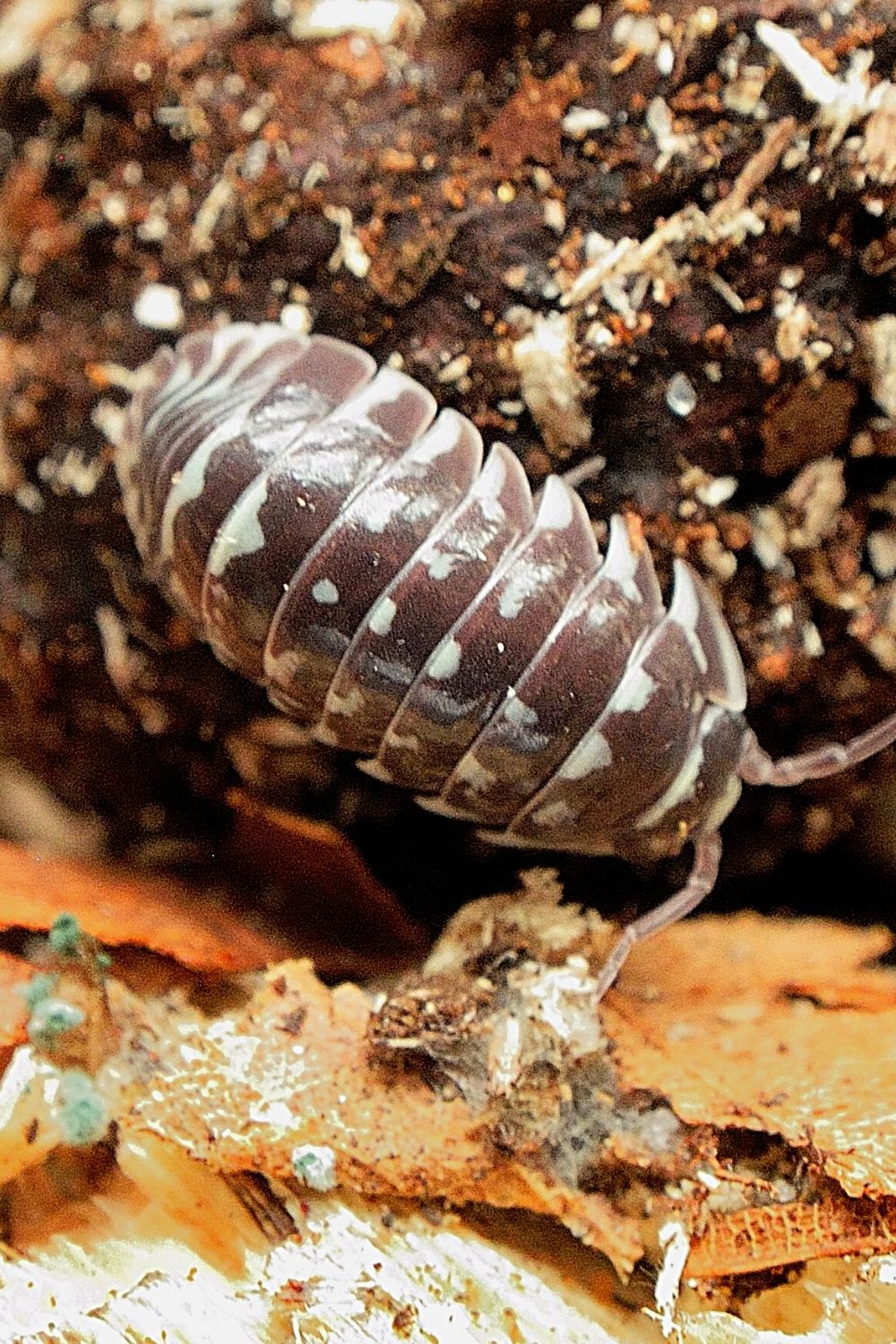 Zebra isopods are medium-sized critters, with adults reaching 2 cm as maximum size