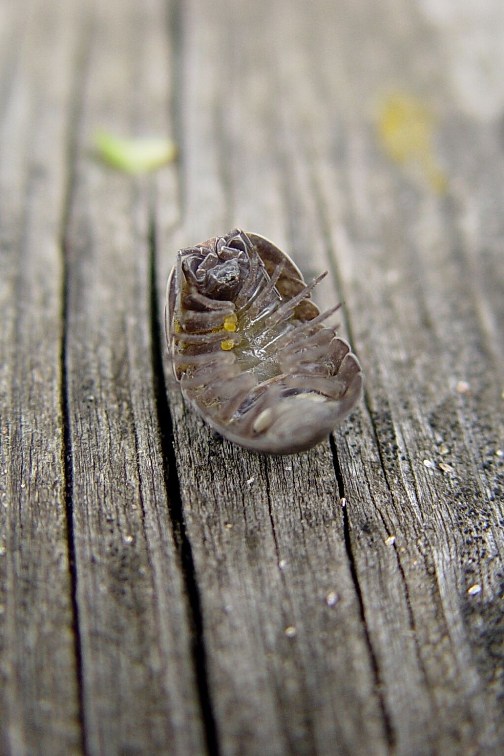 Zebra isopods will curl up into a ball when they sense danger, similar to other isopod species