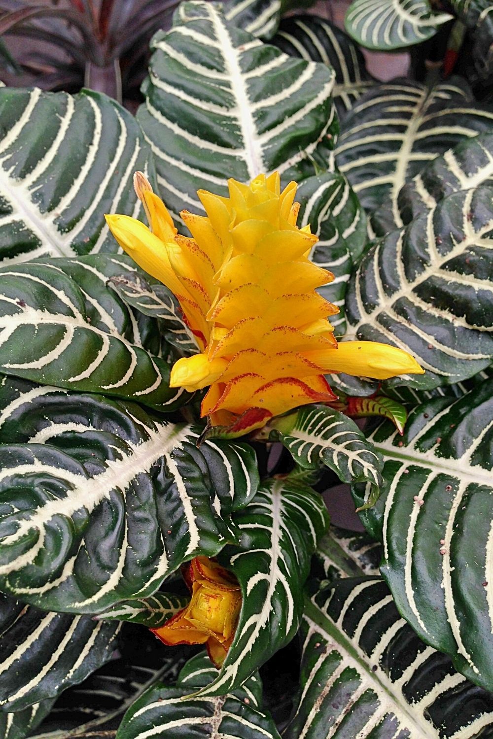 Zebra plant, despite being mildly toxic to humans, is one of the best options you can grow in a terrarium