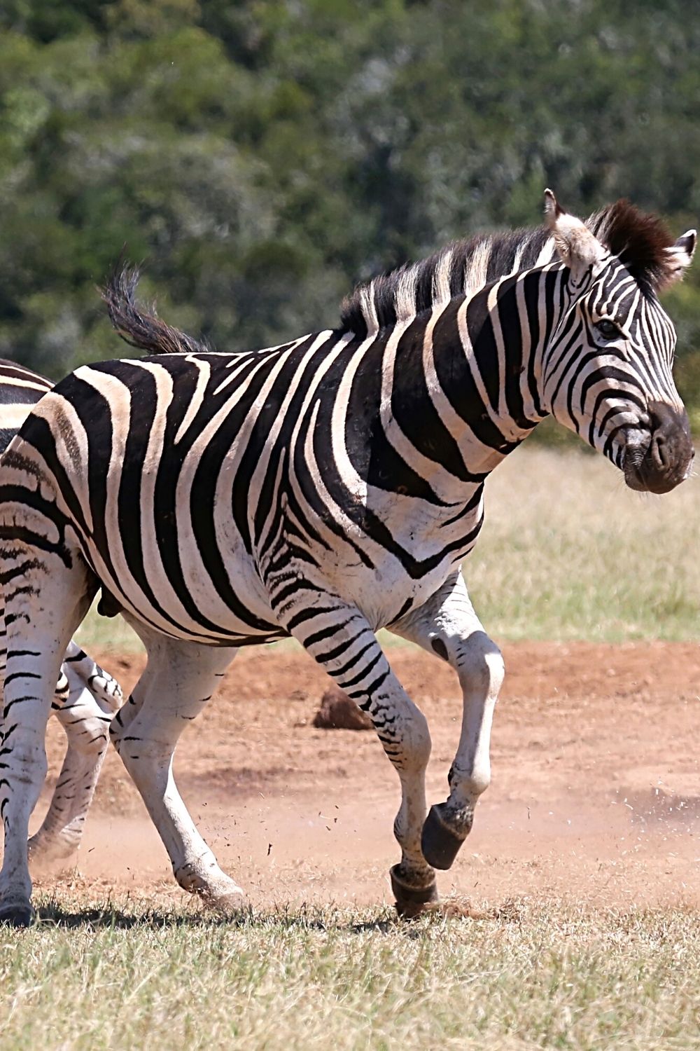 Zebras also attack their newborns to preserve their dominance (males) in the herd