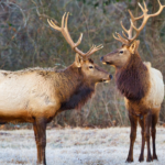 Is it possible to ride an Elk