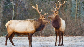 Is it possible to ride an Elk