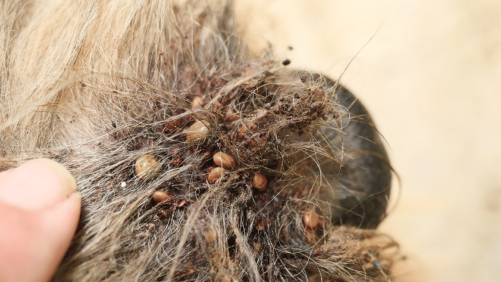 40 Bugs That Look Like Ticks – #1 Best List