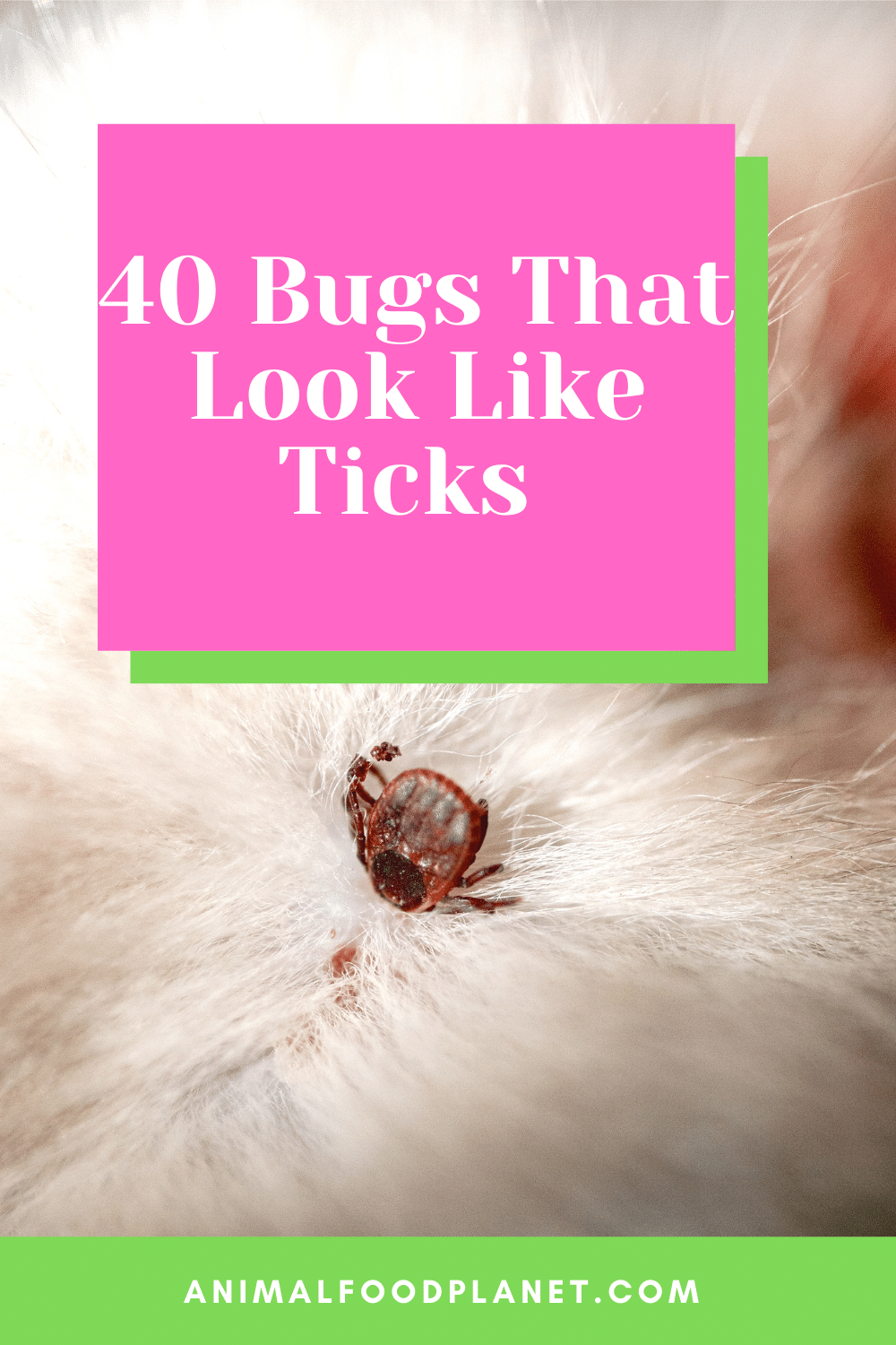 40 Bugs That Look Like Ticks