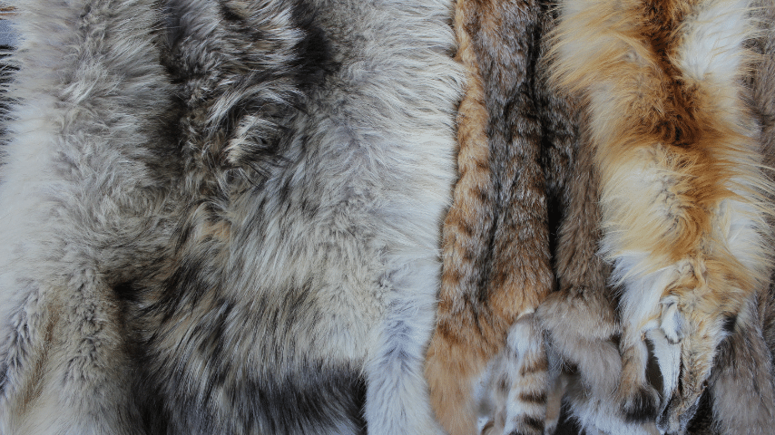 Animal Skins And Furs