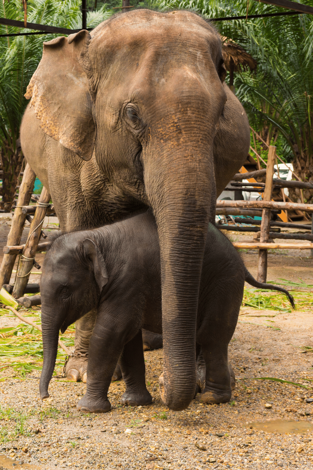 A Charging Mama Elephant Would Not Give Up The Protection Of Her Baby