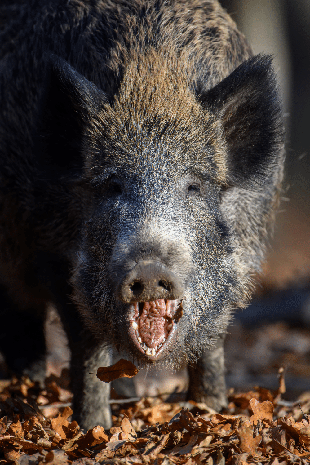 A Wounded Wild Boar Is A Dangerous Animal