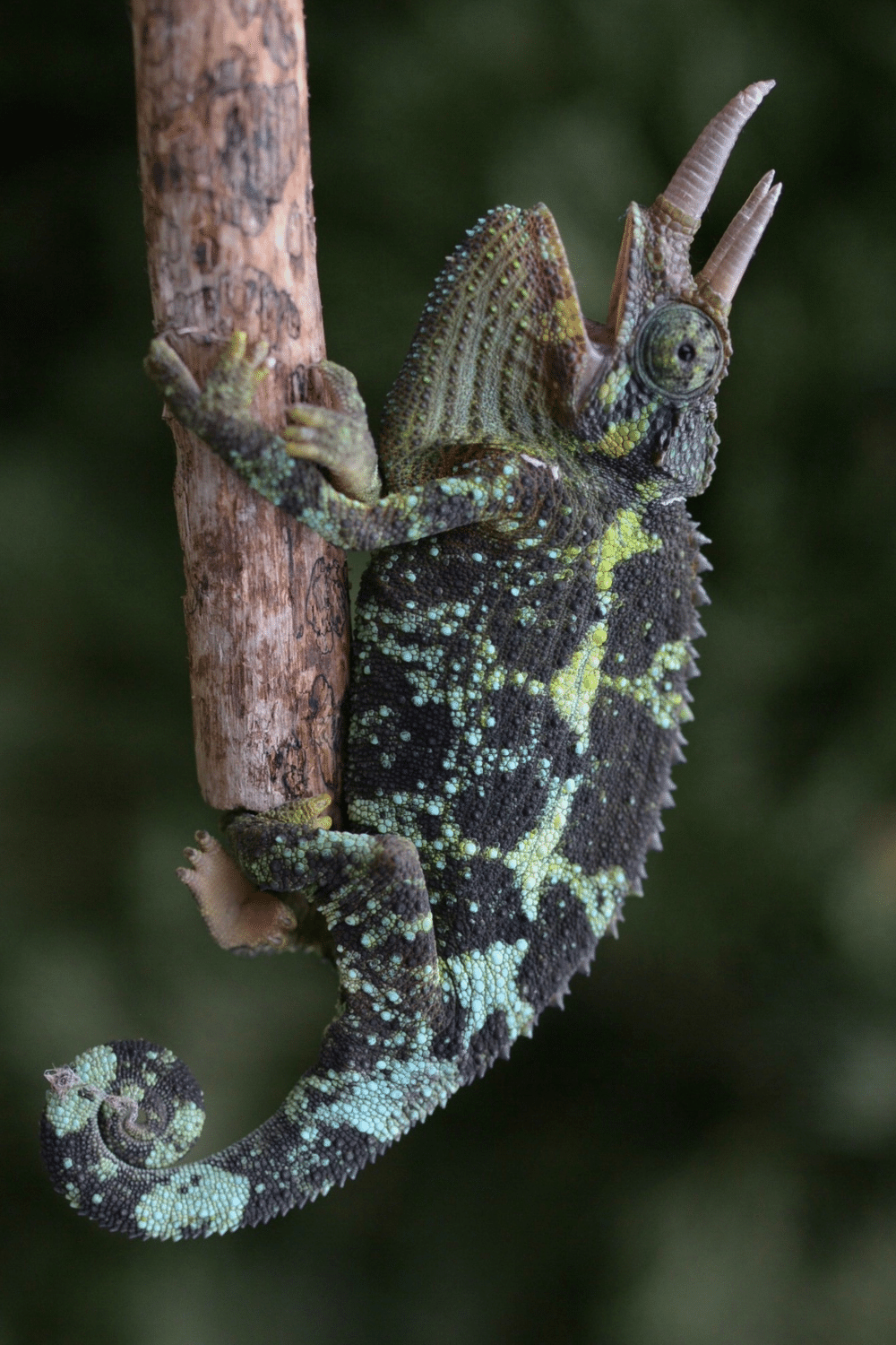 Adult Jackson Chameleons