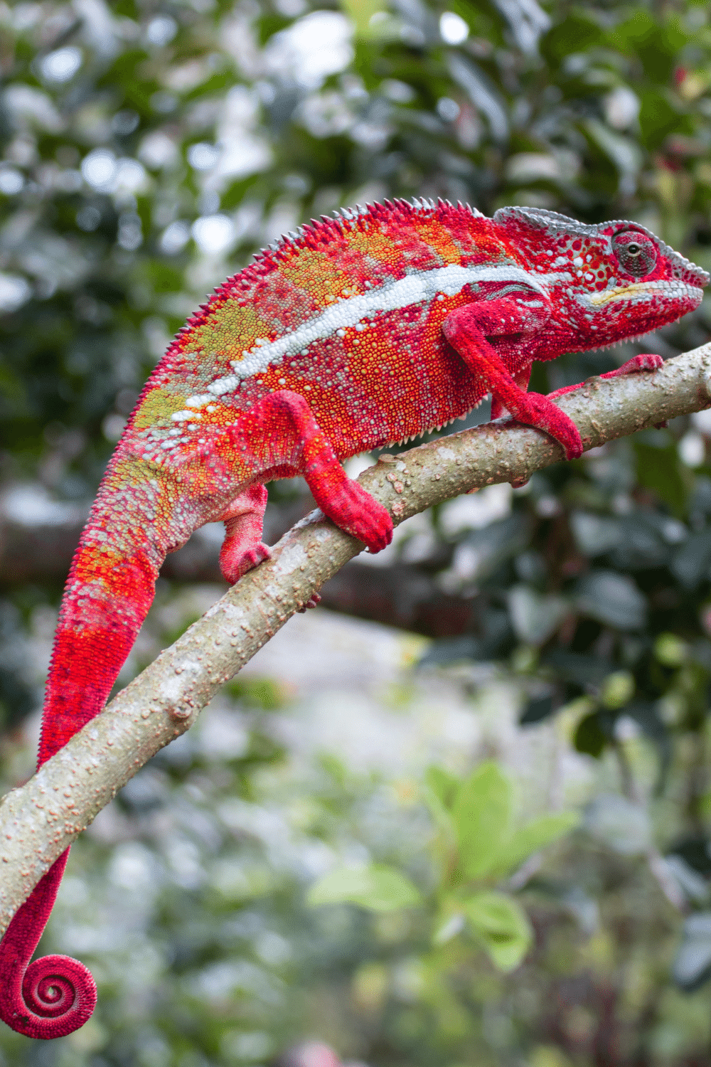 Adult Panther Chameleons
