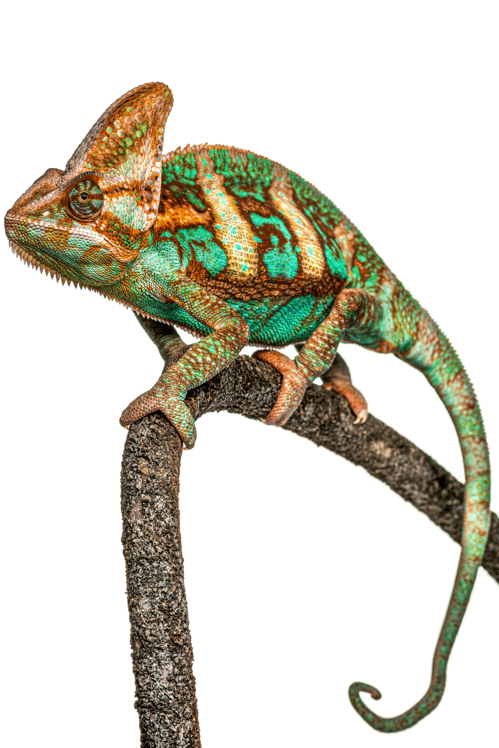 Adult Veiled Chameleons