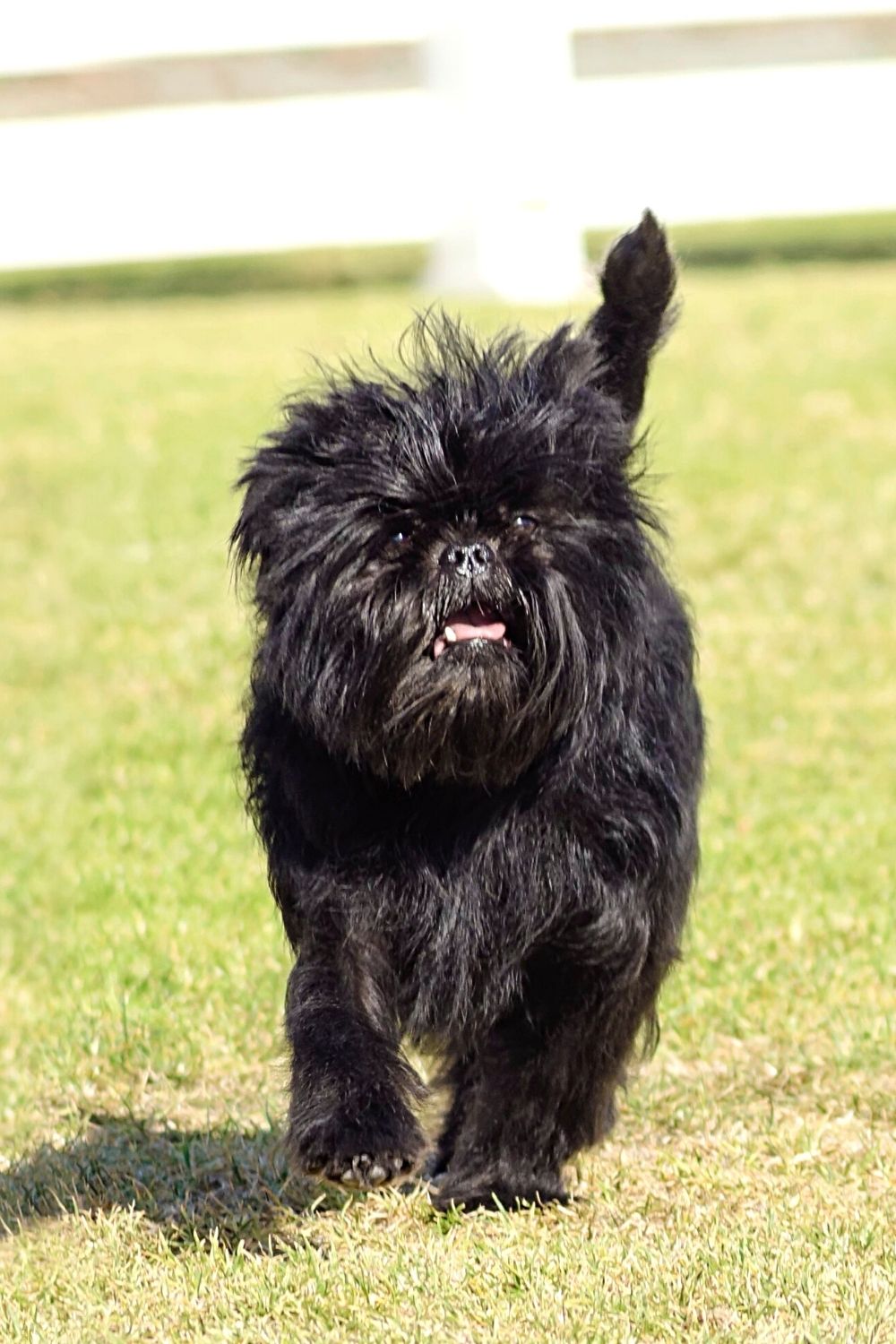 The Affenpinscher is the only one with a hypoallergenic coat among the breeds of dogs that looks like the Ewoks from Star Wars