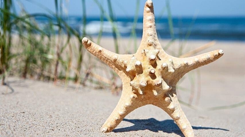 After leaving the starfish in an alcohol-filled container for 24 hours, place it in direct sunlight
