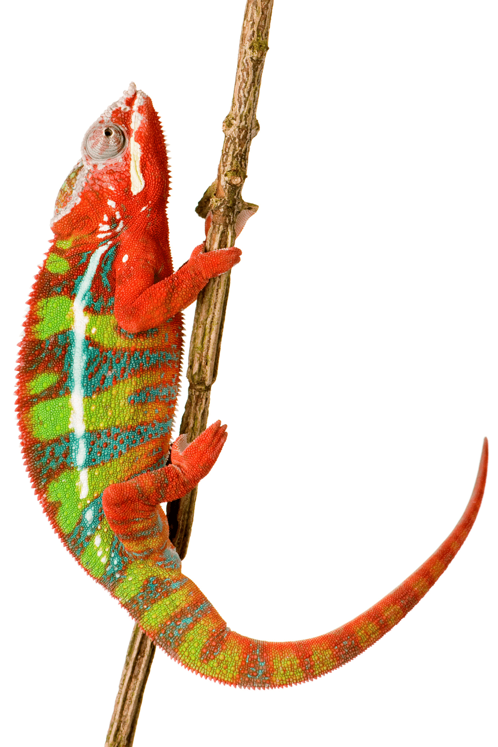 Ambilobe Chameleons