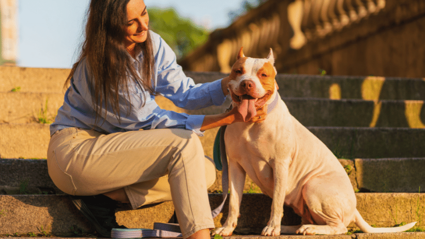 American Pitbull Terrier Owner