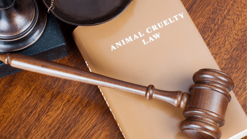 Animal Cruelty Is A Federal Crime