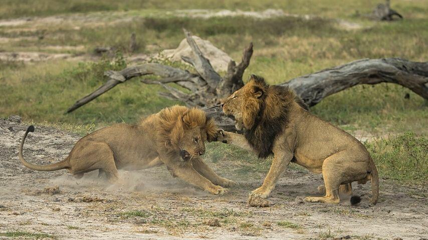 Another way lions show off their dominance is by standing to make themselves appear larger