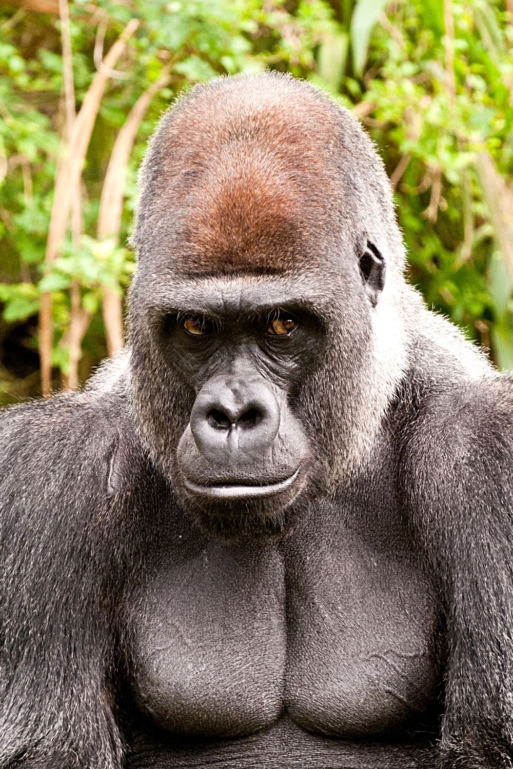 Apes are also other members of the Animal Kingdom that can possibly develop a condition similar to Down Syndrome