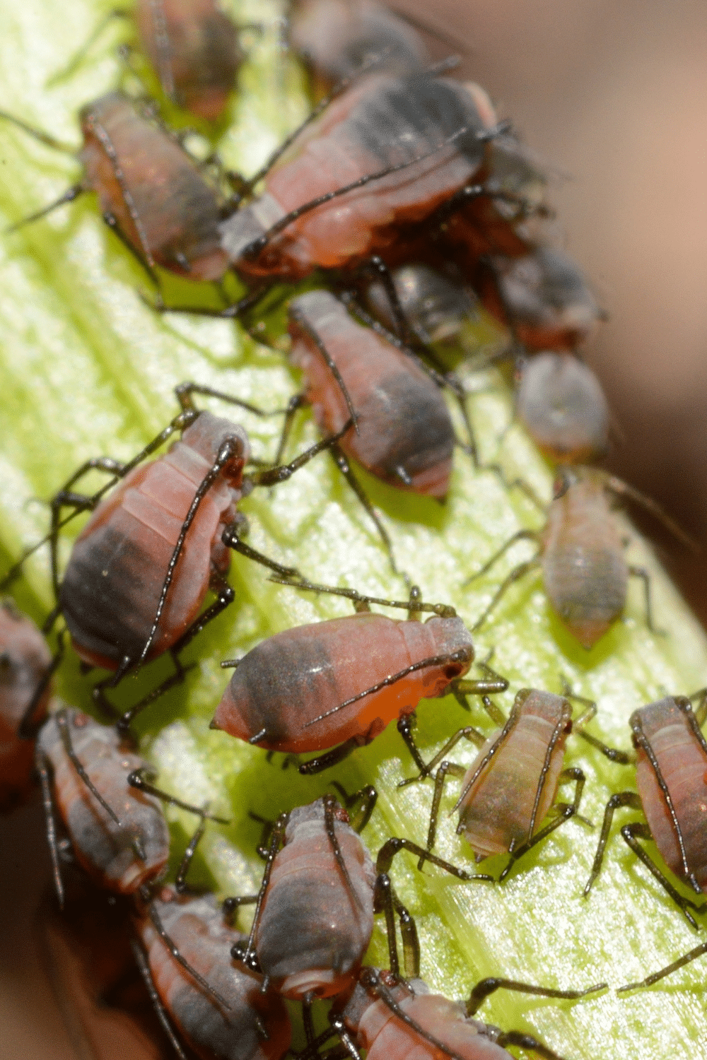 Aphids